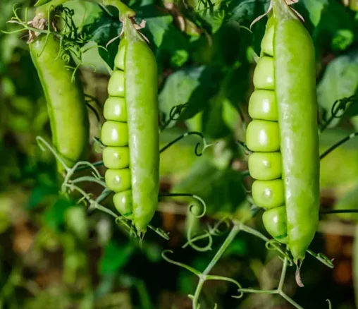 HIGH QUALITY Fresh Pea  - TURKEY (Antalya) 2022