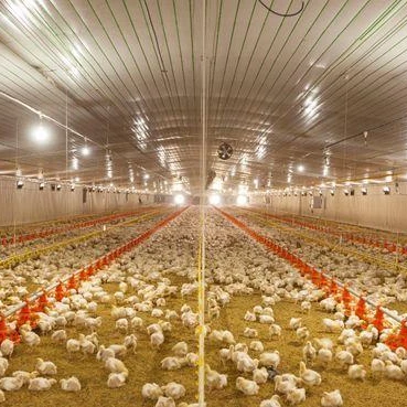automatic poultry watering breeding broiler chicken equipments of pan feeding system for poultry farm