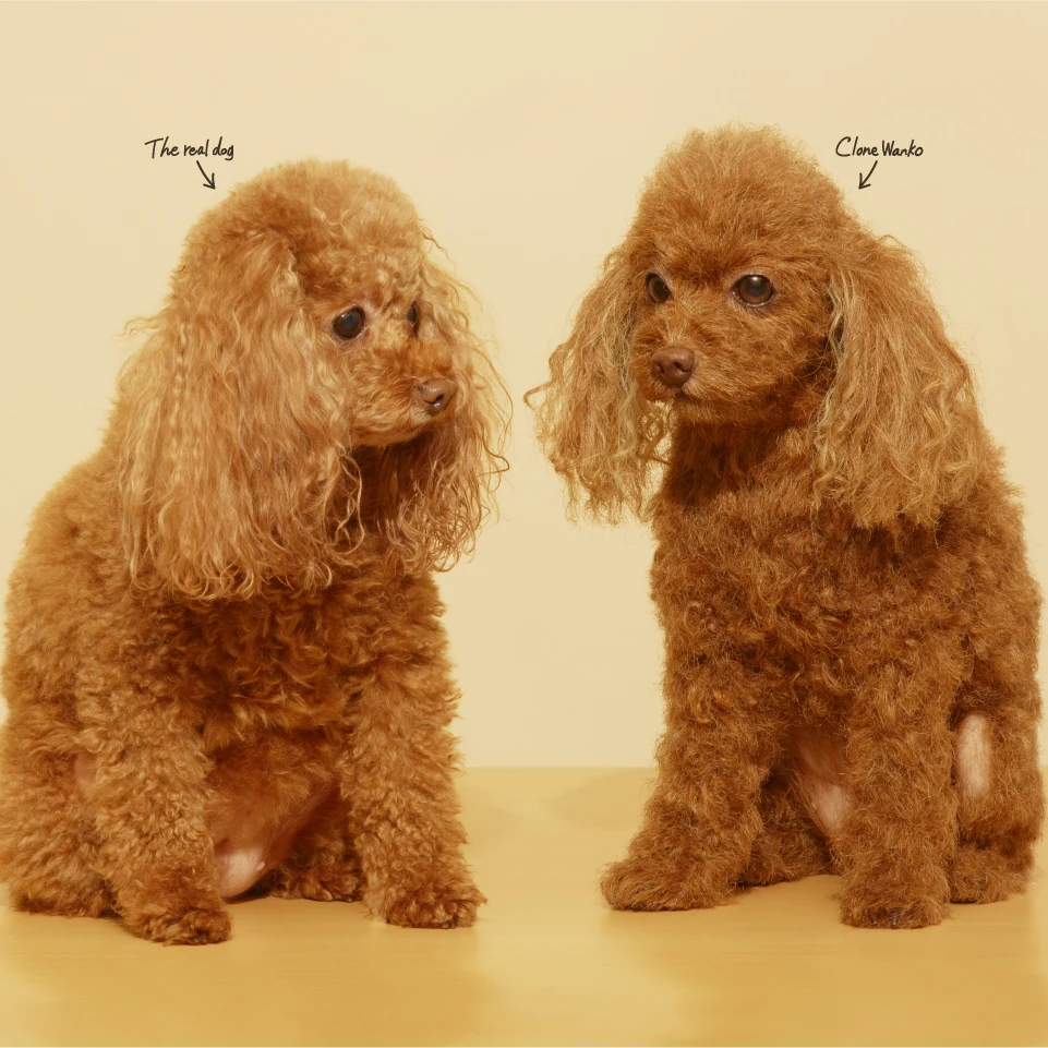 Custom Clone Dog 3d Model Simulation Animal Importer Art Display