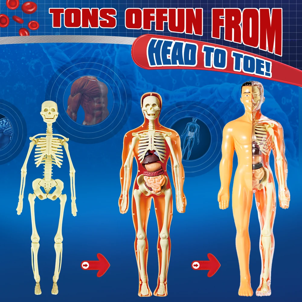 Kids Learning Toys Human Body Models Organs Science Project kits Science Engineering Toy STEM Experiment Kits