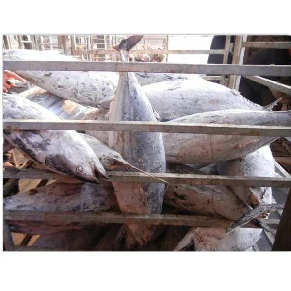 High Quality Whole  Skipjack Skip Jack Tuna Fish
