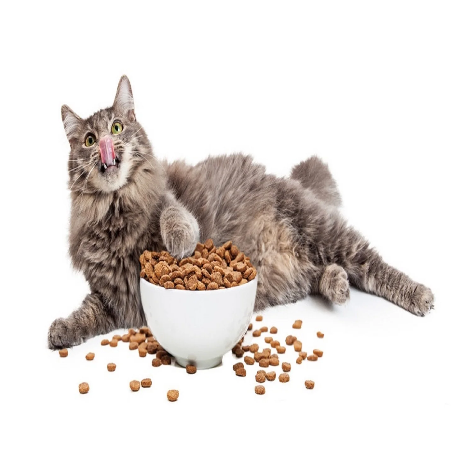 
OEM ODM high protein cat food freeze-dried chicken cat food pet food raw natural 