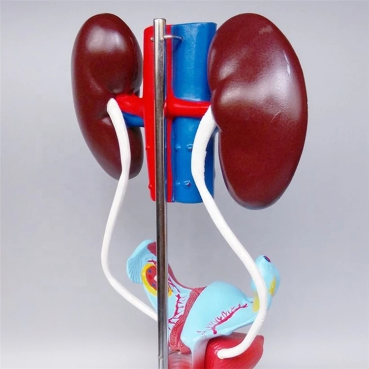 Медицинская демонстрация материала и анатомии из ПВХ модель женской вагины мочеполовой системы