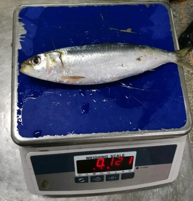 Frozen Sardine Wholesale   Frozen Fish