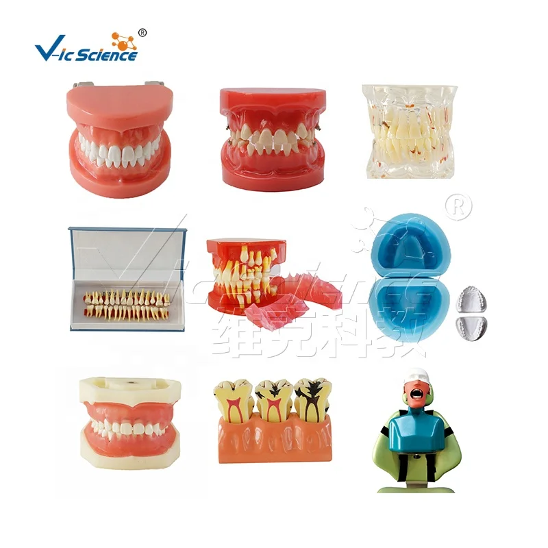 Pregnancy Pelvis with Mature Fetus 2 Parts  anatomic model modelos de female pelvis