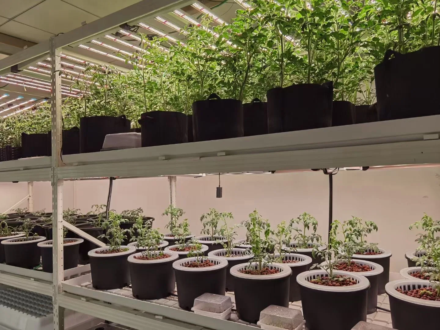 Skyplant  40HQ Green Leafy Vegetables Vertical farming Growing Hydroponics Container Farm Cucumber Container Farming System