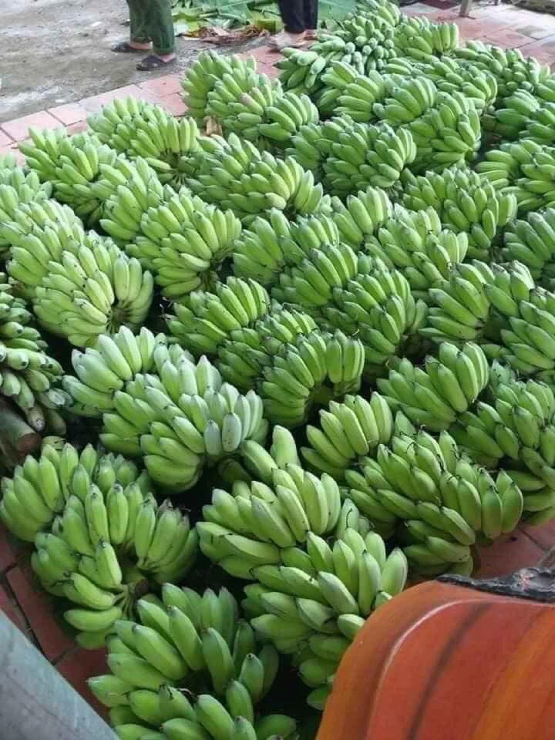 
High Quality Fresh Vietnam Bananas With Competitive Price 