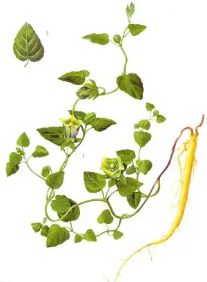 Traditional Chinese Medicinal Plant Herbal Supplements Radix Codonopsis/Codonopsis Pilosula/Codonopsis Extract