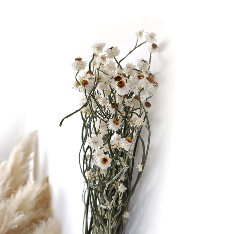 Dried Ammobium Flower Home Decor Wedding Decoration White Flowers Filler Floral Dried Daisy Flowers Silver Chrysanthemum