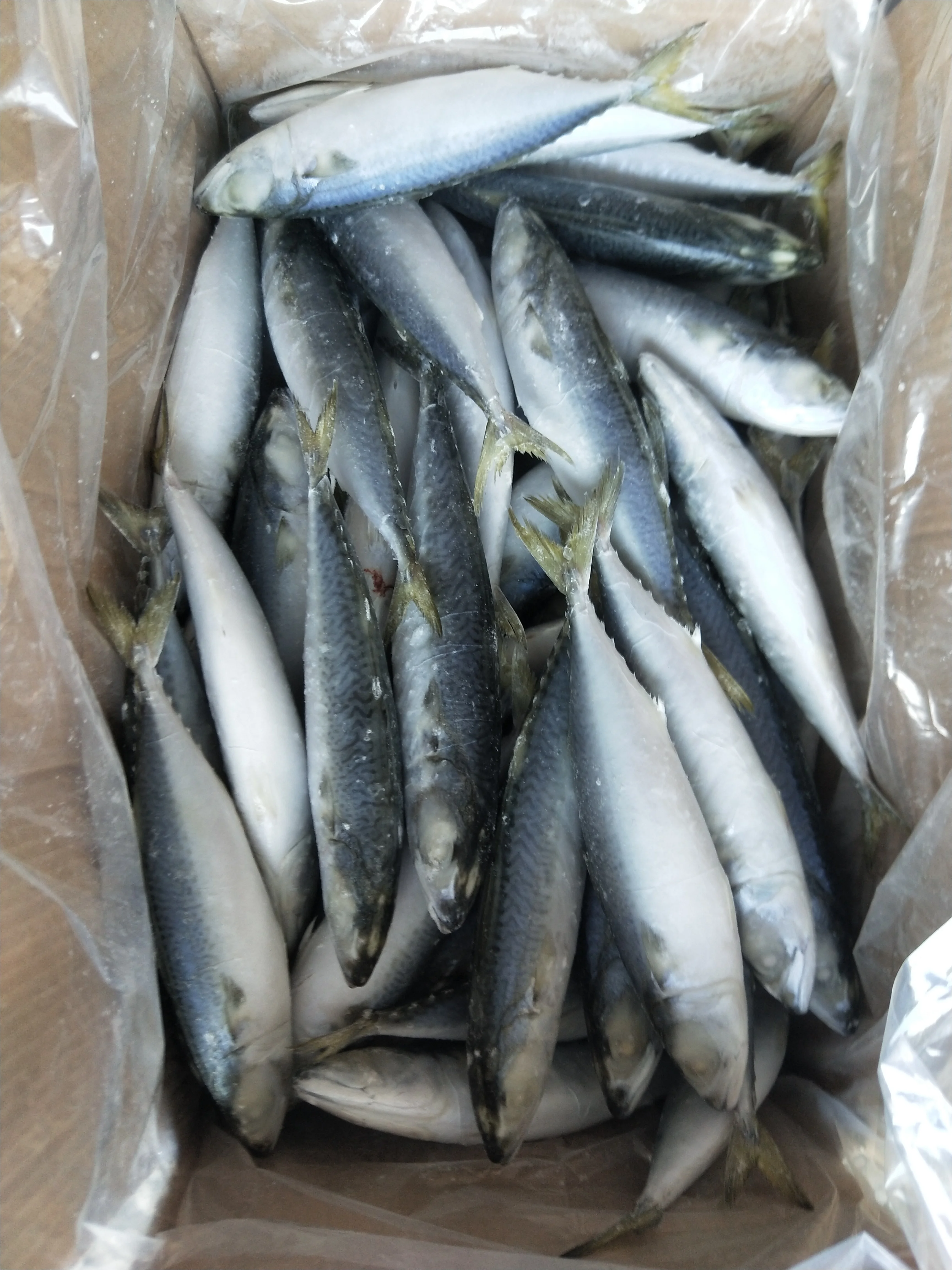 Frozen Sardine Fish