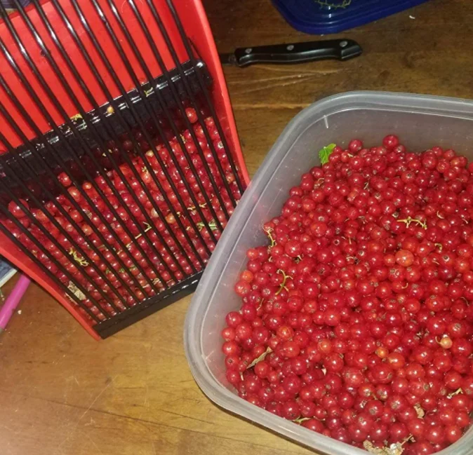 hot sale Berry Picker collector with Metallic Comb and Ergonomic Handle blueberry rake scoop for Easier Berry Picking