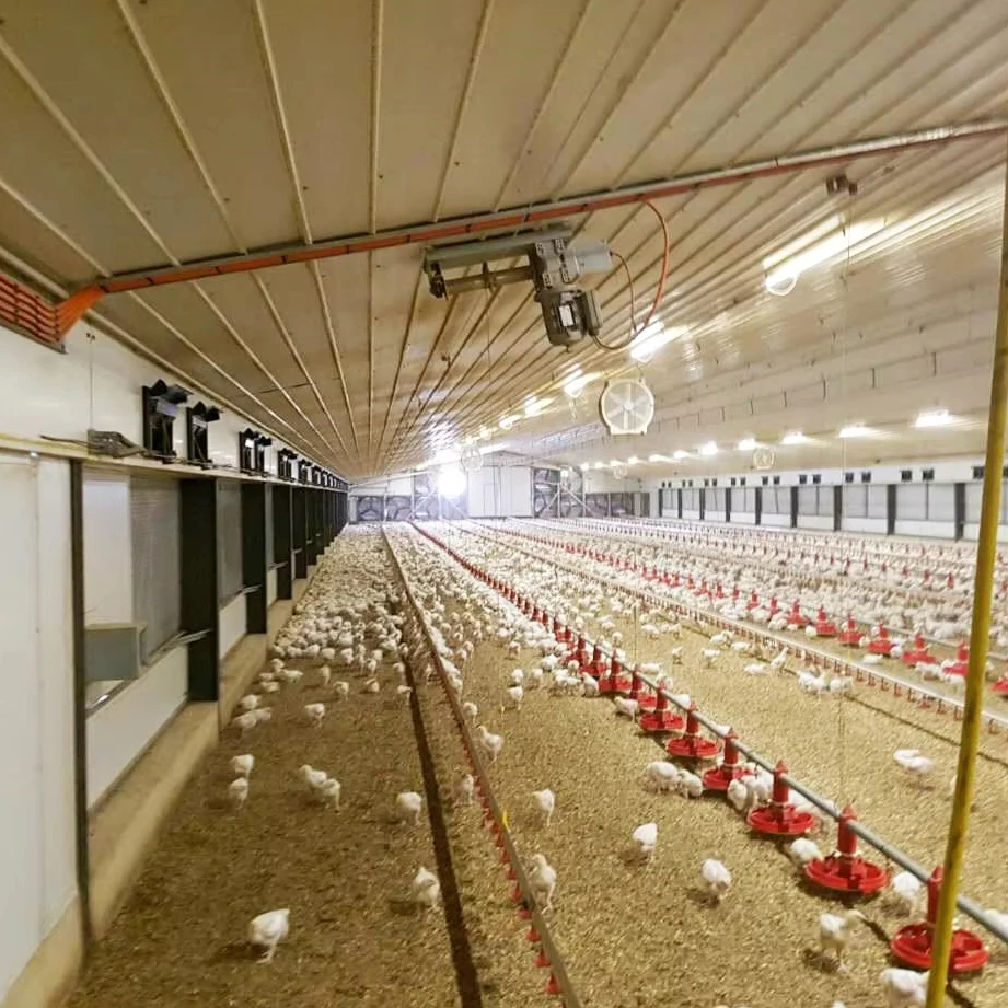 Fully Automatic Tunnel Vent Poultry Farm Poultry Equipment Broiler Chicken Feed Line for Sale