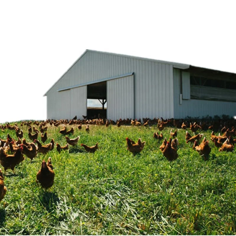 Automatic Prefabricated Steel Structure Poultry Farm Building Shed Chicken Broiler Commercial Chicken Houses
