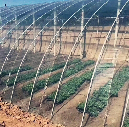 China produce safe and reliable paddy greenhouse films