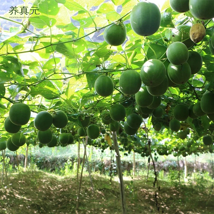 chinese misal monk fruit luo han guo dried siraitia grosvenorii