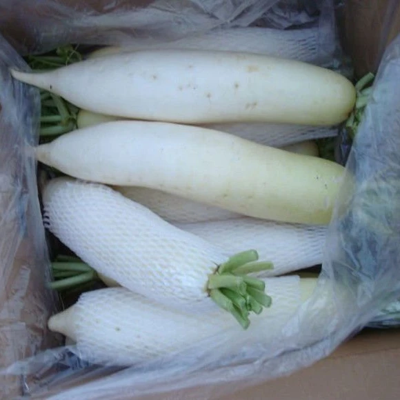 
hot sale fresh white turnip 