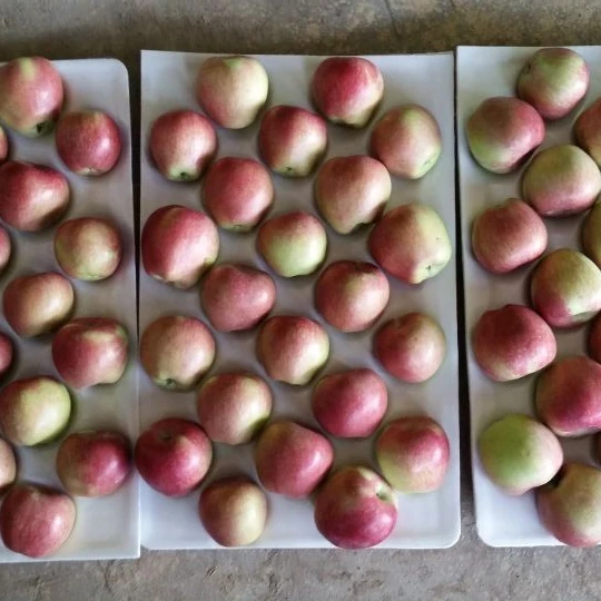 Chinese fresh fruits red delicious fuji apples
