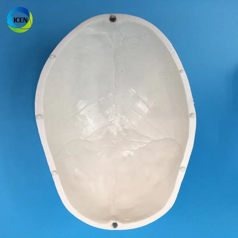 IN-M3 Human Skull Model 3-part Anatomical Model With Removable Skull Cranium Articulated Mandible For Medical Student Human