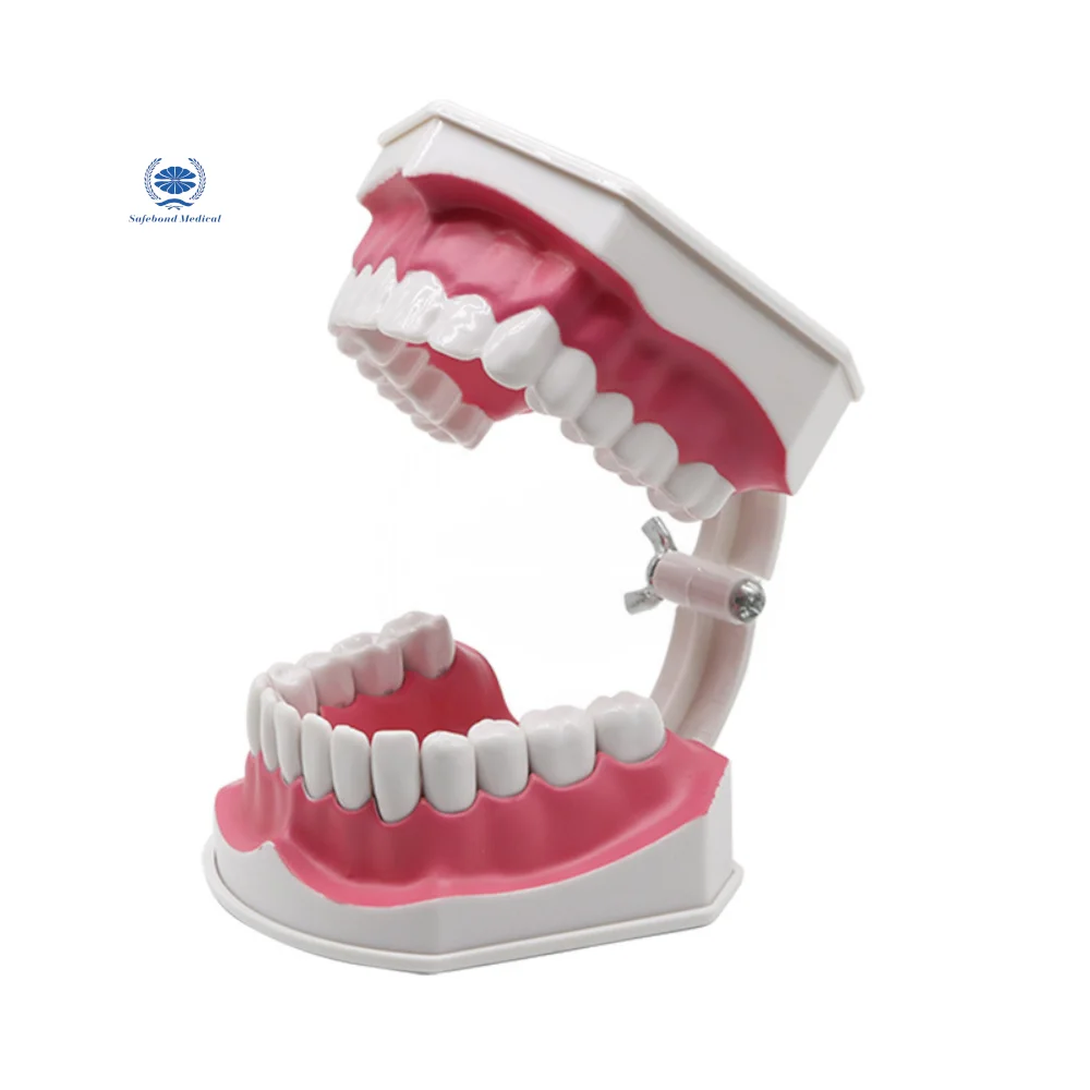 Dental model for medical teaching Dental plastic tooth model