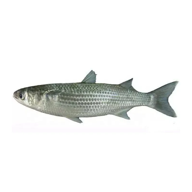 Замороженные морепродукты Серые мульлетные рыбы 1-2 кг