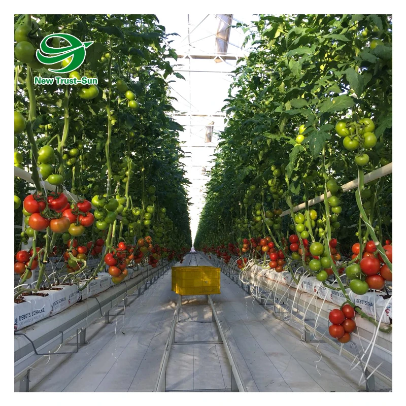 Polycarbonate sheet Green house tomato hydroponics growing greenhouse for agricultural