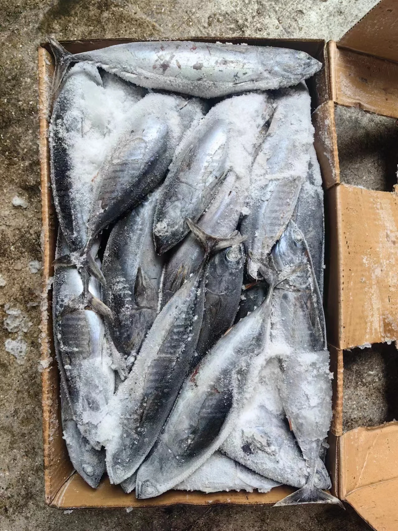 Premium Quality Seafood Frozen Bonito Fish for Africa Client