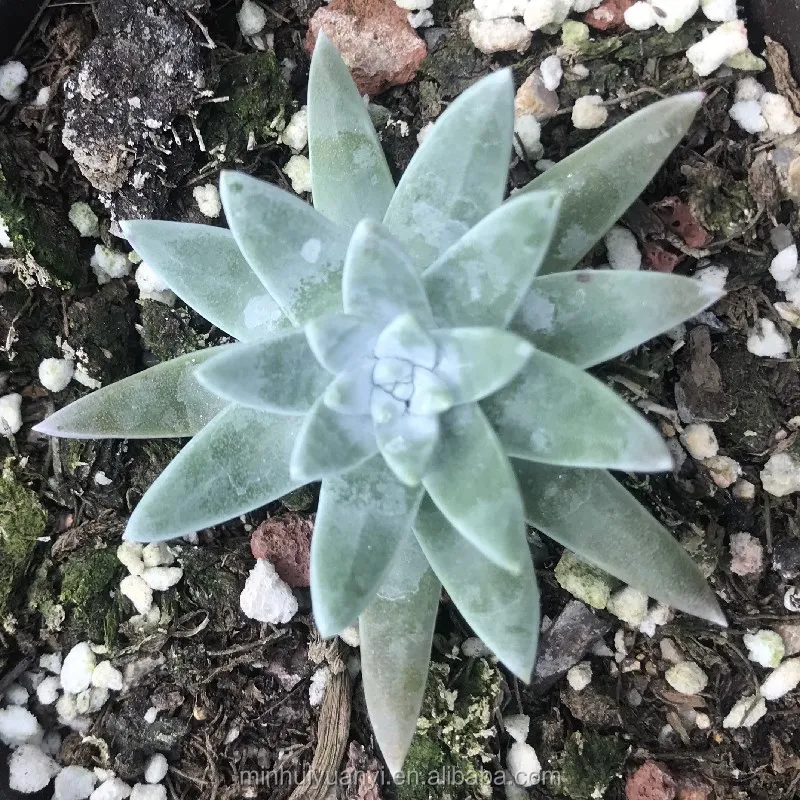  Живые суккуленты Echeveria Dudleya greenei оптовая продажа настоящие растения 1 5 экзерофиты для
