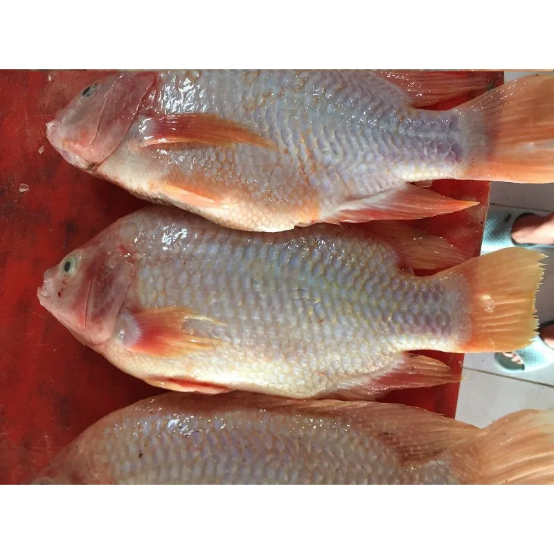 Pescado tilapia roja замороженная красная Тилапия рыба