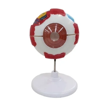 Anatomical Model of Eyeball Anatomy Model Medical Model for Teaching Human Anatomy Science