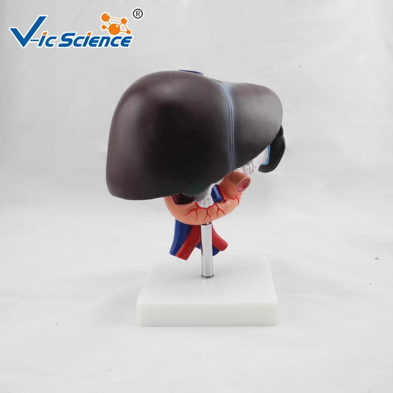 Liver, Pancreas and Duodenum Model anatomical pancreas model human digestive system model Duodenum Mode