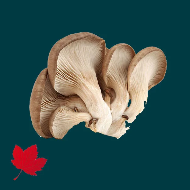Wholesale price best-selling dried oyster mushroom
