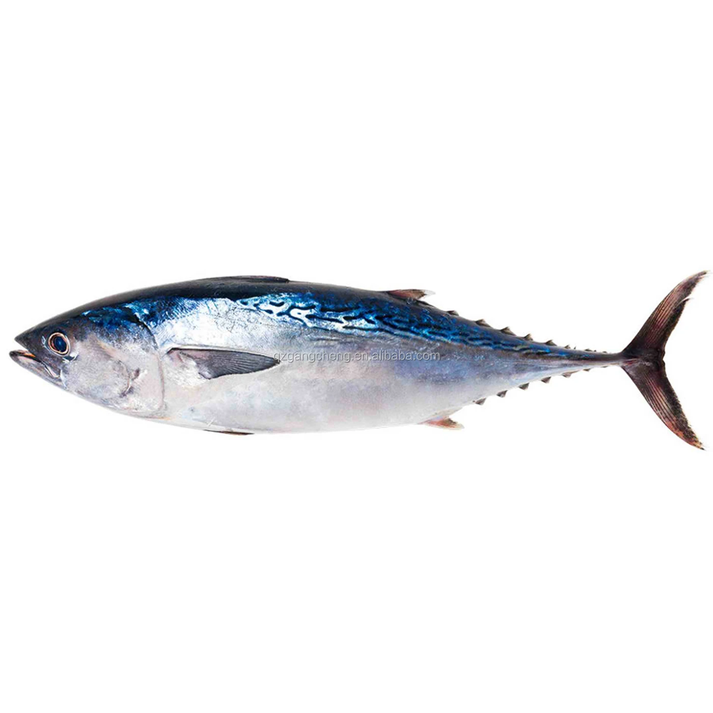 Good Frozen Whole Yellowfin tuna750+Pacifice sea fish