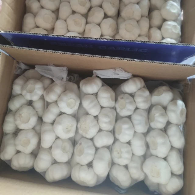Cheap Price Shandong Fresh Vegetable Garlic  5.5cm Pure White Garlic