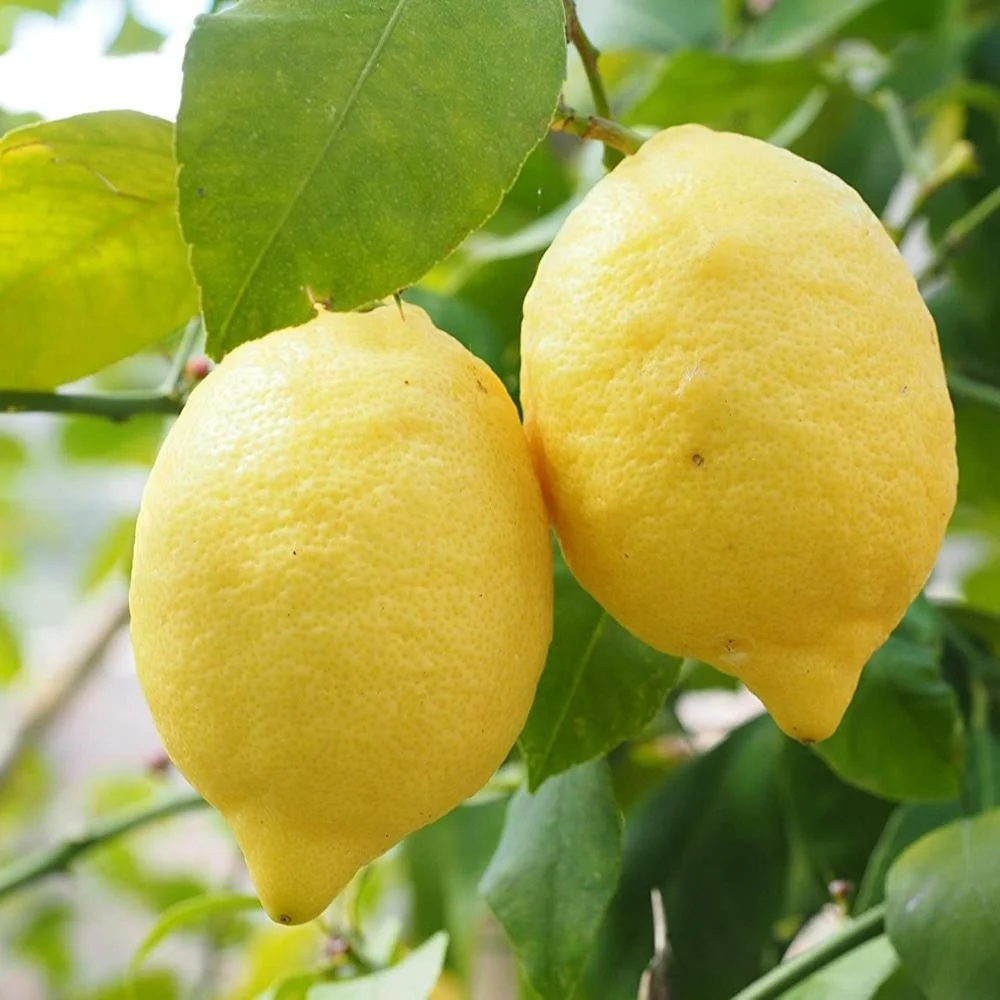 Natural Orange Peel Extract Citrus Flavonoid Kajinimbu , Nimbuk Extract Powder