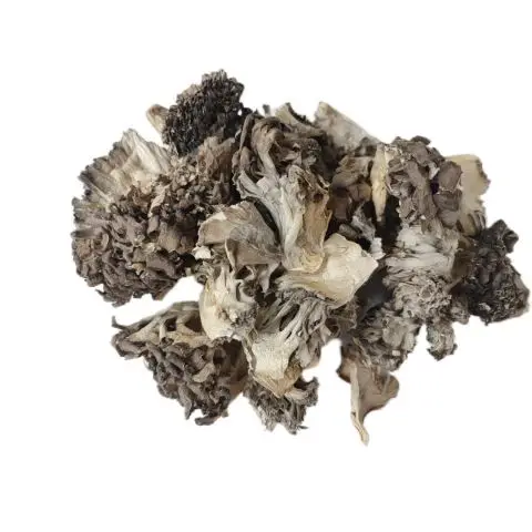 Wholesale Hui shu hua Premium Quality Maitake Dried Mushroom Grifola frondosa in Raw Ad Drying Process