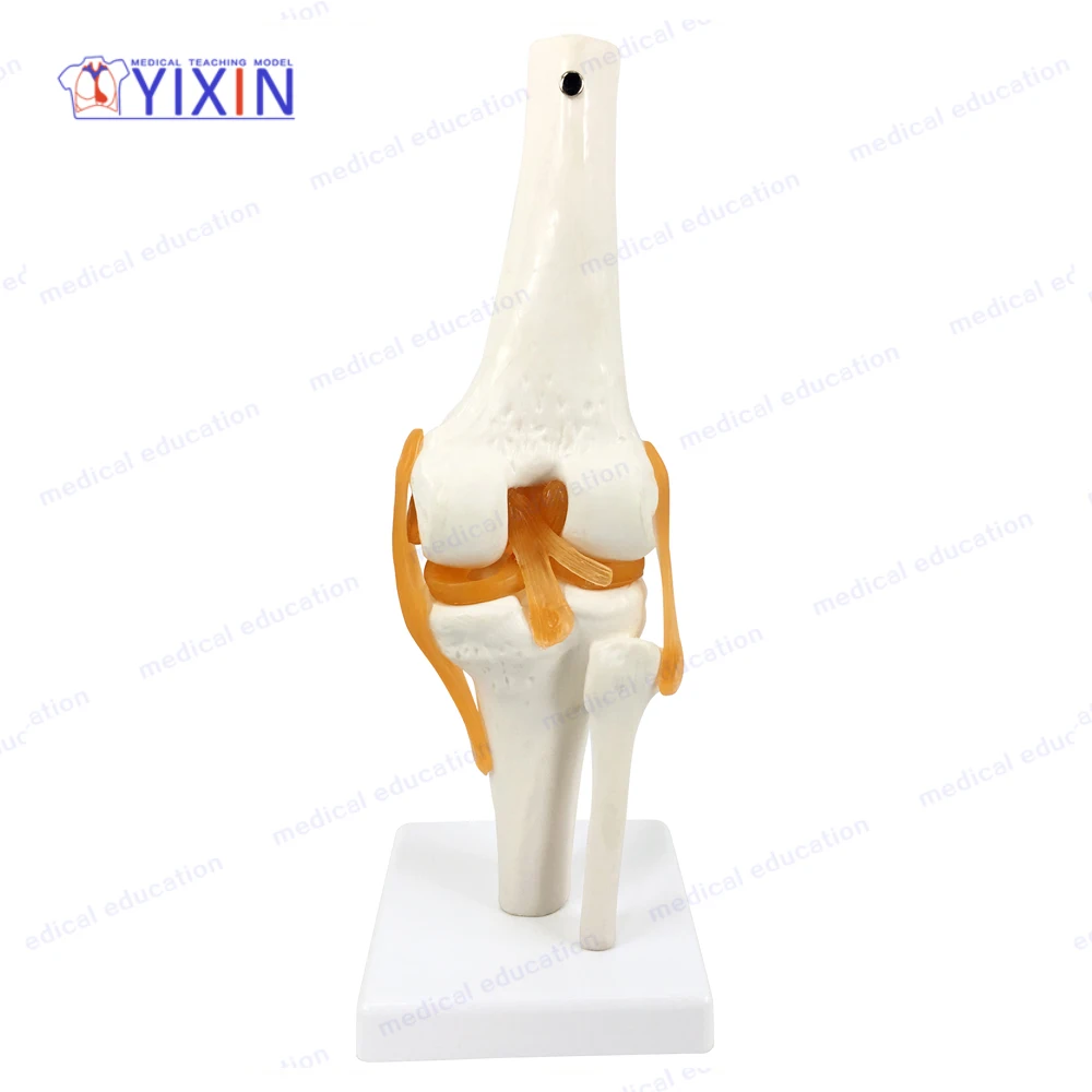 
Human Knee Joint Skeleton Model with Ligament Function Model for Medical Learning 