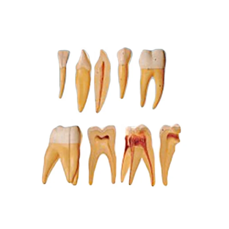 HC-S401 Standard Tooth Model Practical False Dental Teeth Giant Tooth Model Stand Tooth Enlargement Model