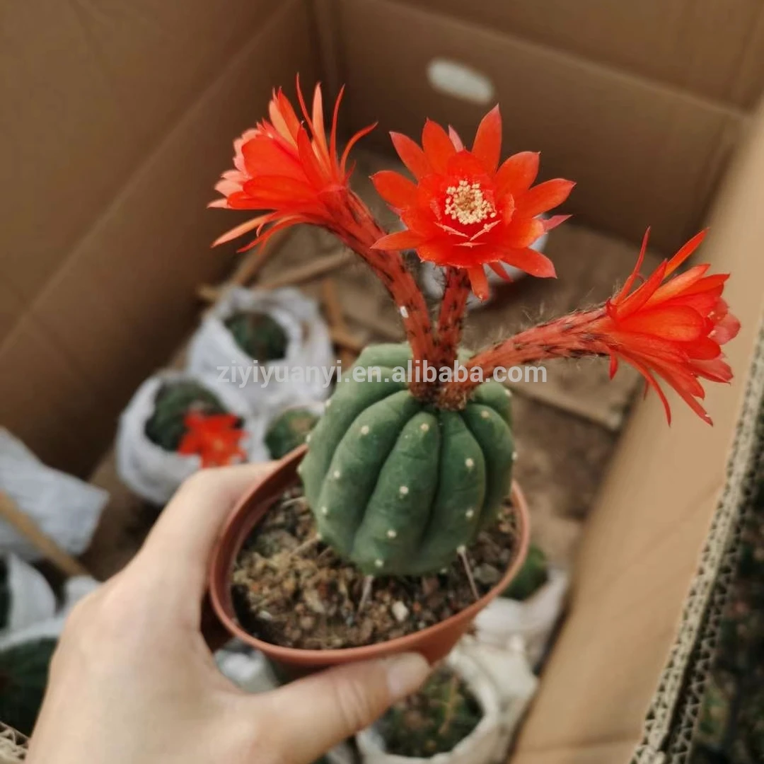 
New type green plant with pot plant greens for home garden decoration cactus 