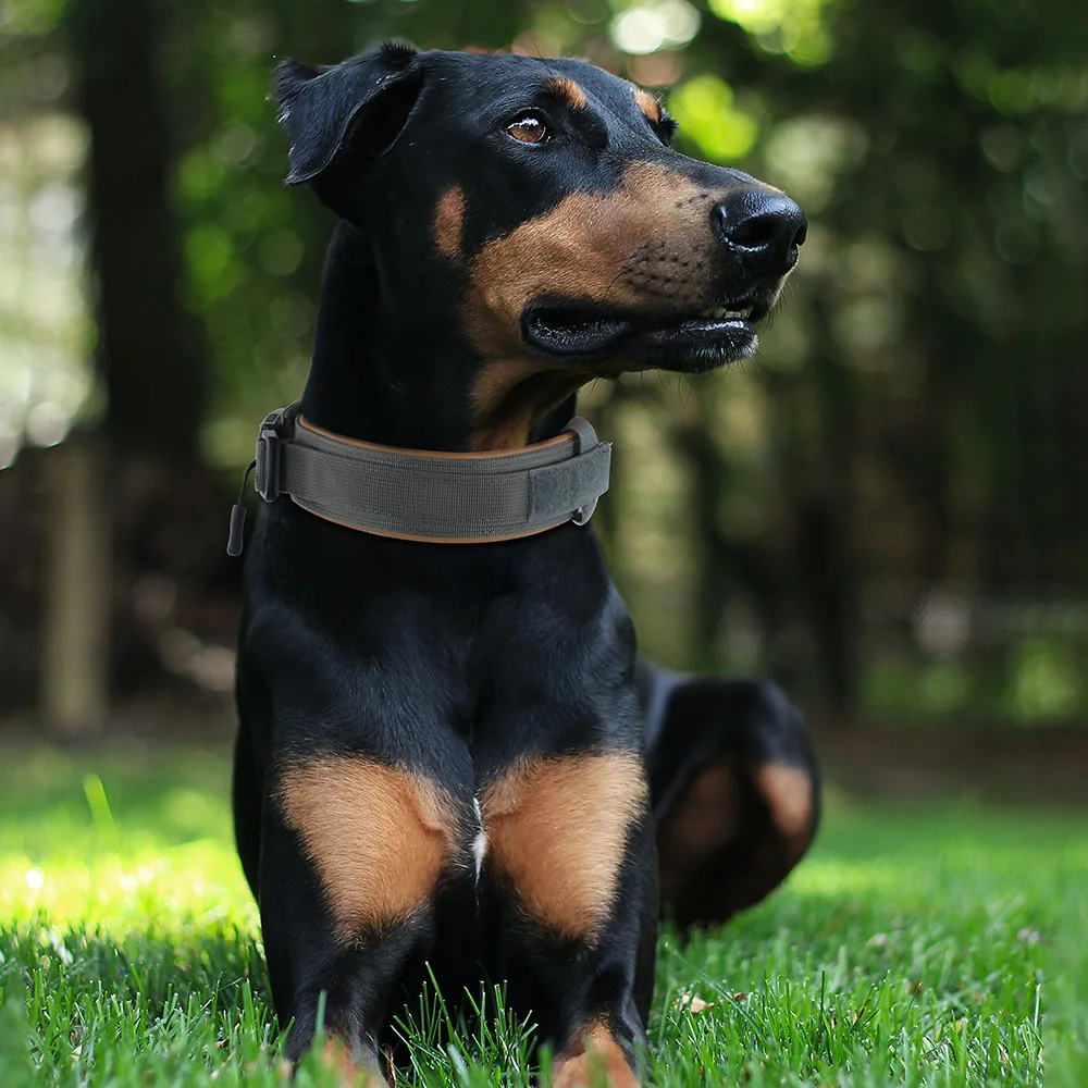 New Design Professional Custom High QCustom High Quality Nylon Dog Collar Unique Durable Training  Adjustable Dog Leather Collar