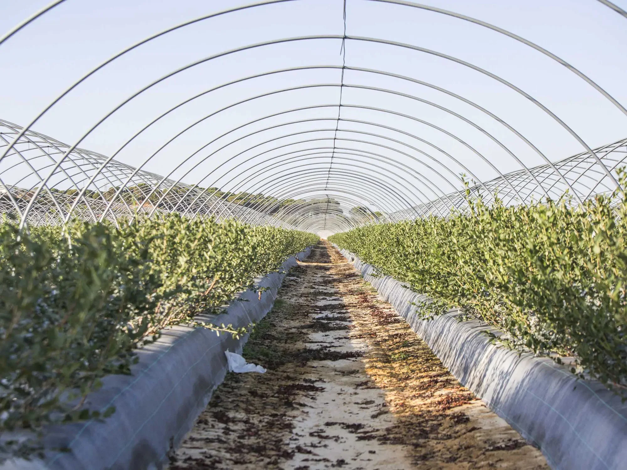 Plastic film Outdoor Growing Tent Greenhouses Garden Yard for Outdoor Berry Planting Rain Shelter Greenhouse