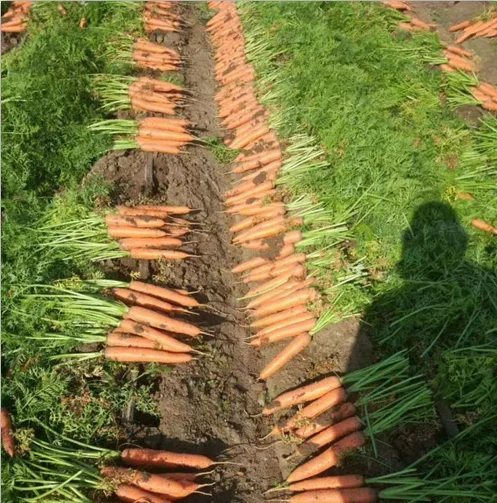 Fresh carrot 5kg carton pack new season red carrot export