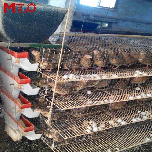 Hot sell automatic egg collecting quail cage for quail farmers around the world