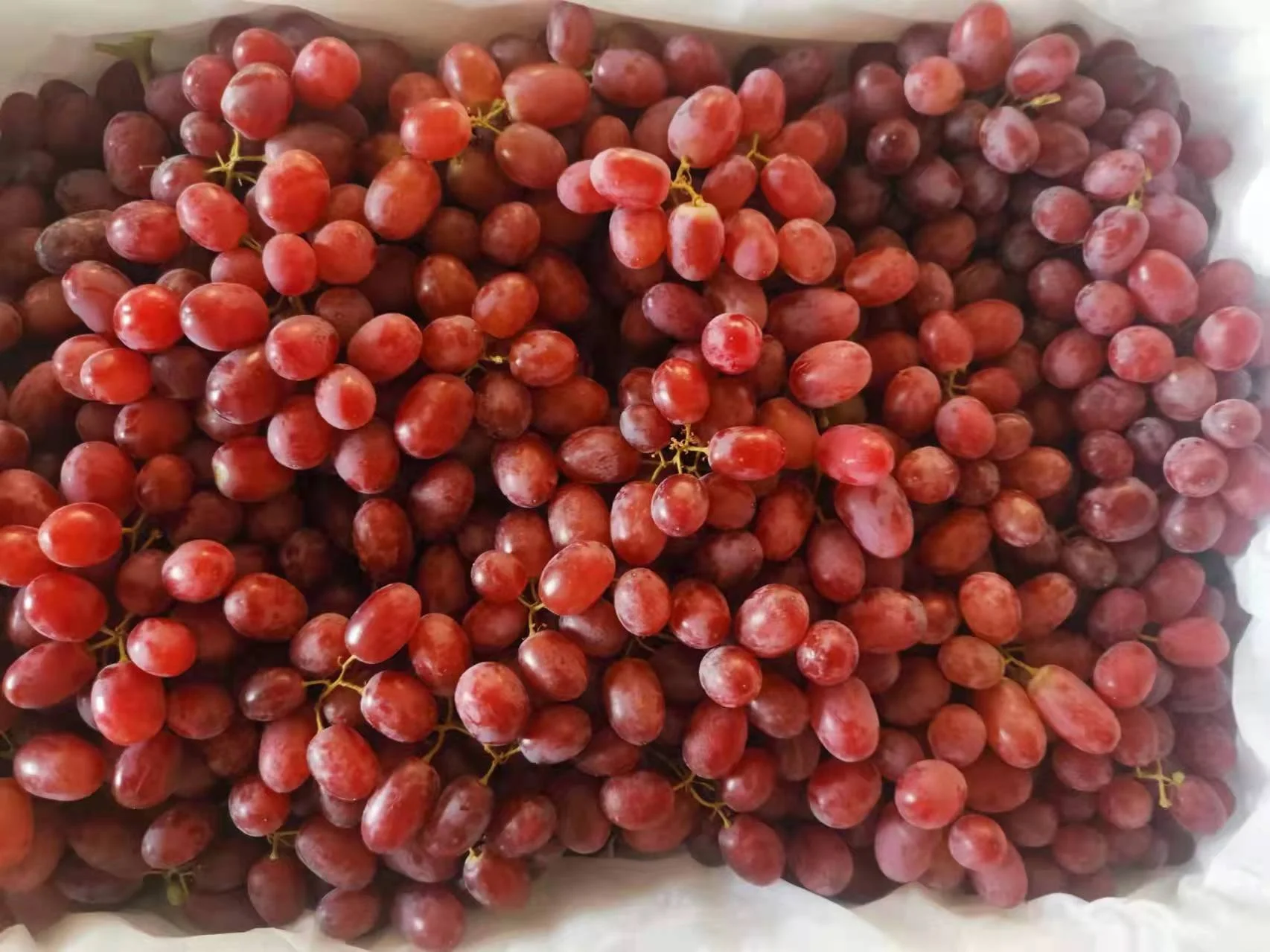 2022 fresh Bulk Fresh Grapes Red Grapes Seedless Grapes For Export sale