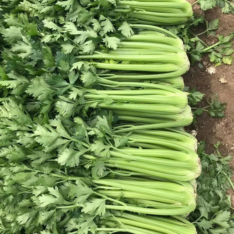 2021 new crop  Fresh Green Celery from China  factory price fresh celery  hot sale Chinese celery