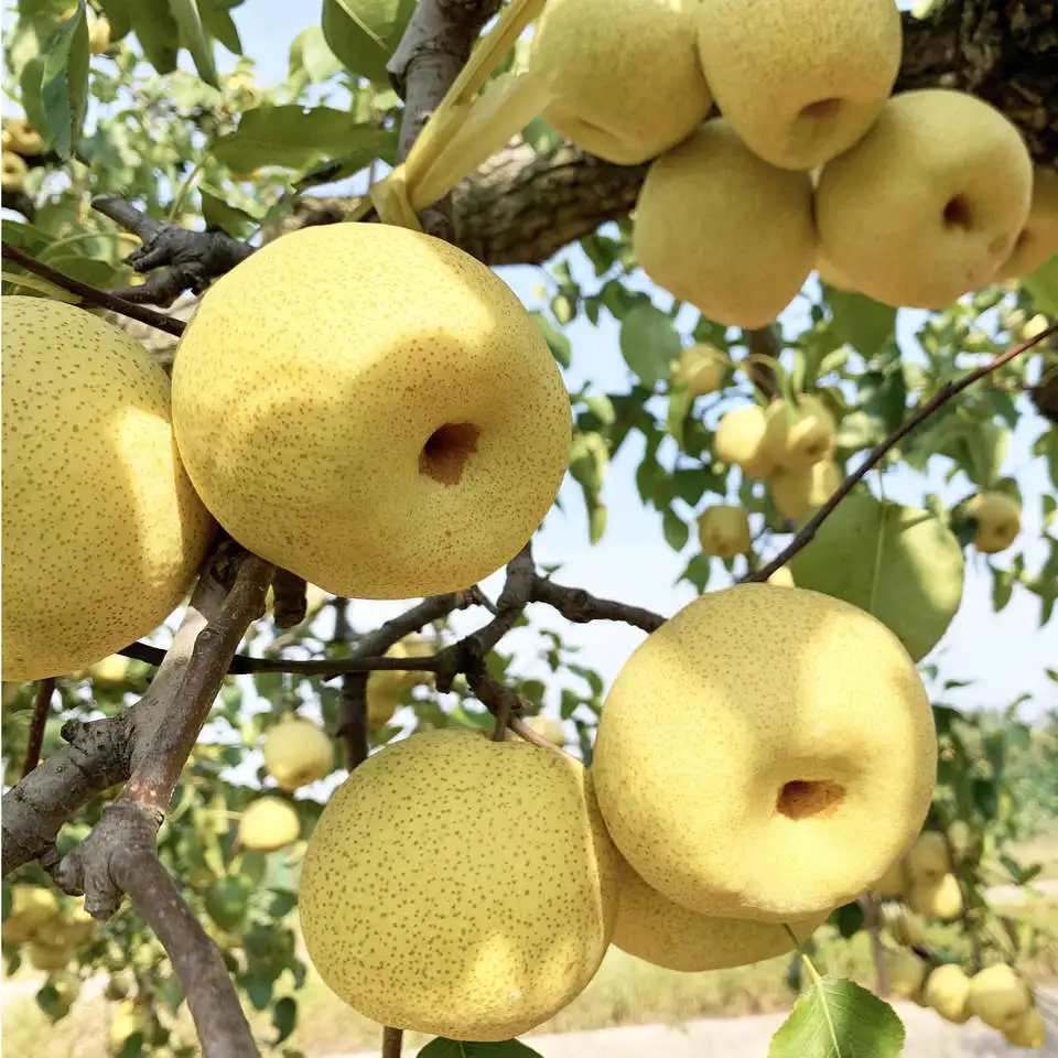 High quality new season fresh ya pears export crown pear from China factory price pear