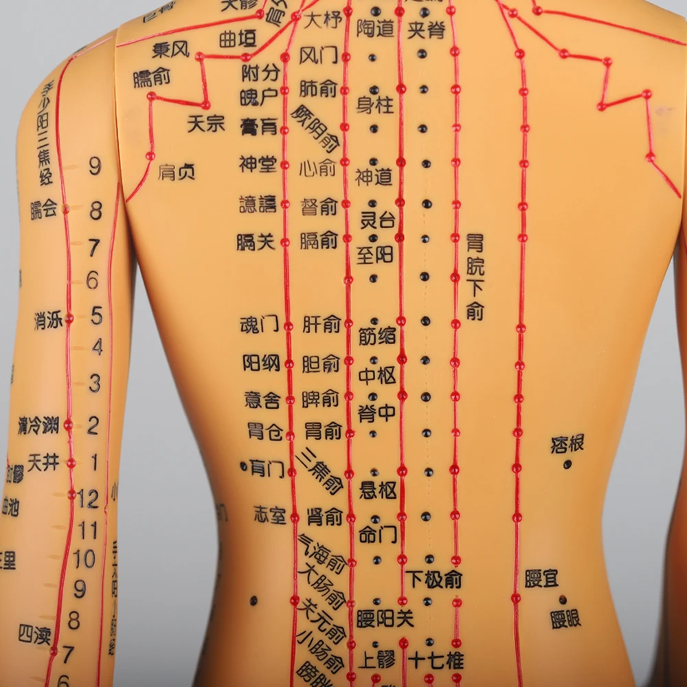 Chinese Acupuncture Model Human Acupoint Acupuncture Model Body Point Model