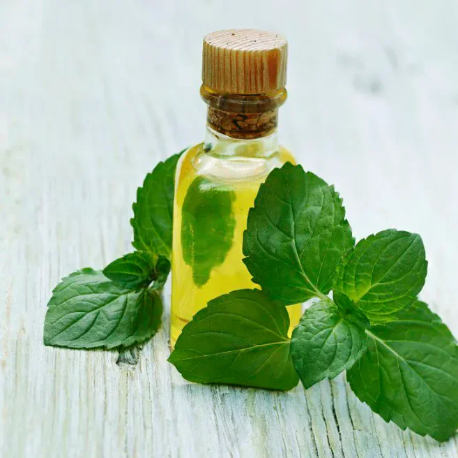 China Wholesale Peppermint  Oil Bulk Peppermint Oil