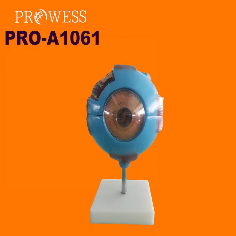 PRO-A1061 Medical Science Human Anatomy Simulation Eyeball Magnification Teaching Model