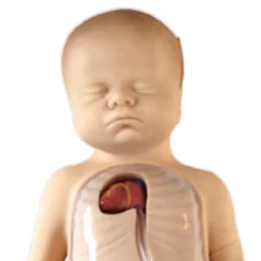 ADA Peripheral Puncture and Central Venous Puncture Cannulation Model and Neonatal Peripheral Central Venous Cannulation Model