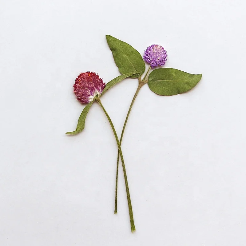 12pcs/pack Globe Amaranth Pressed Flowers for Wedding Frame Resin Art Candle Making and Aromatherapy